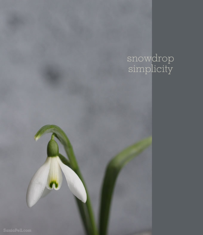 Snowdrop simplicity by Sania Pell