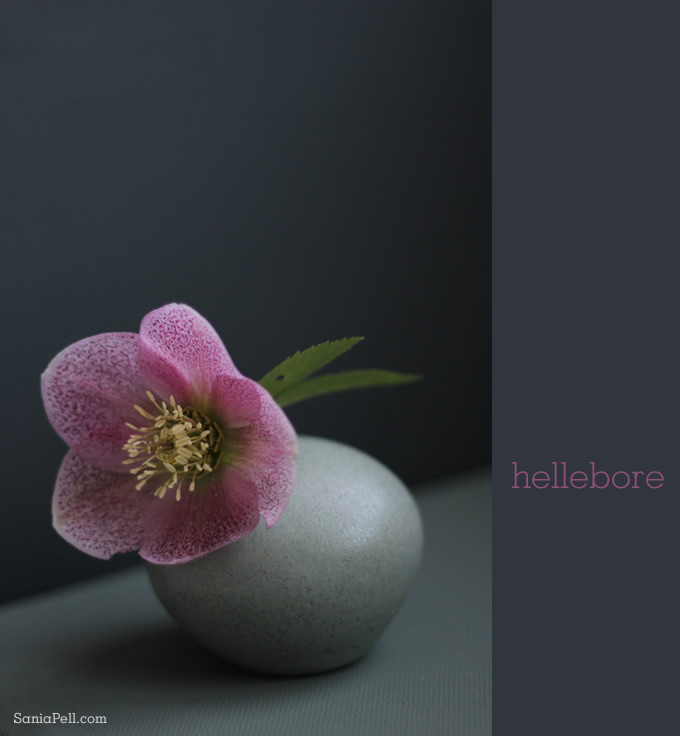 hellebore by Sania Pell
