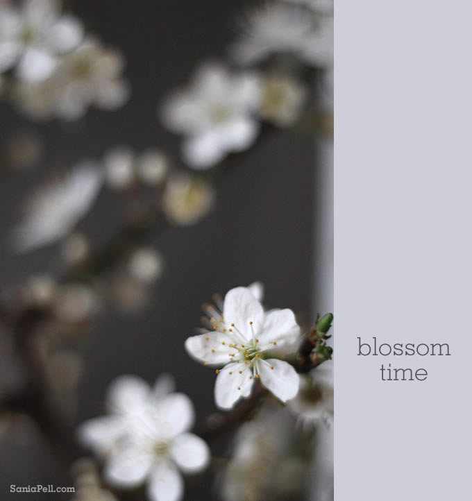 blossom by sania pell