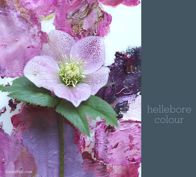 Hellebore by Sania Pell