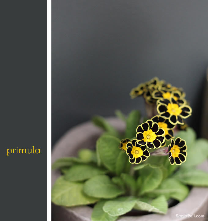primula by sania pell