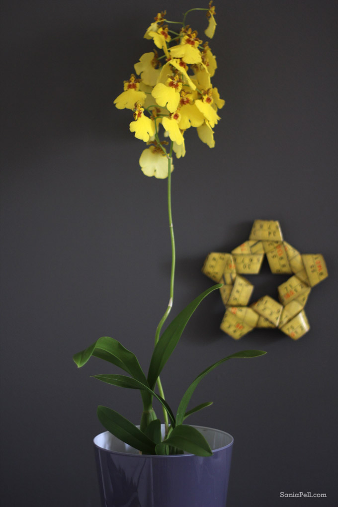 yellow orchid by sania pell