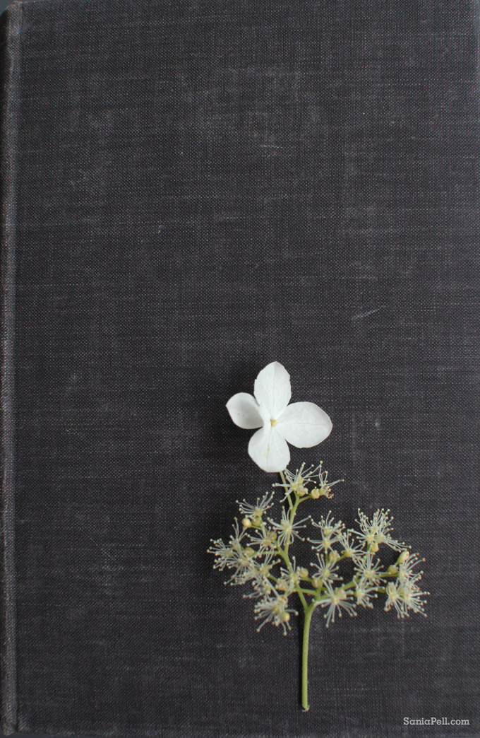flower on book by sania pell