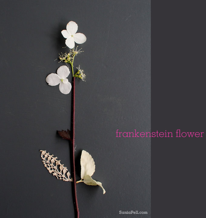 sania pell frankenstein flower