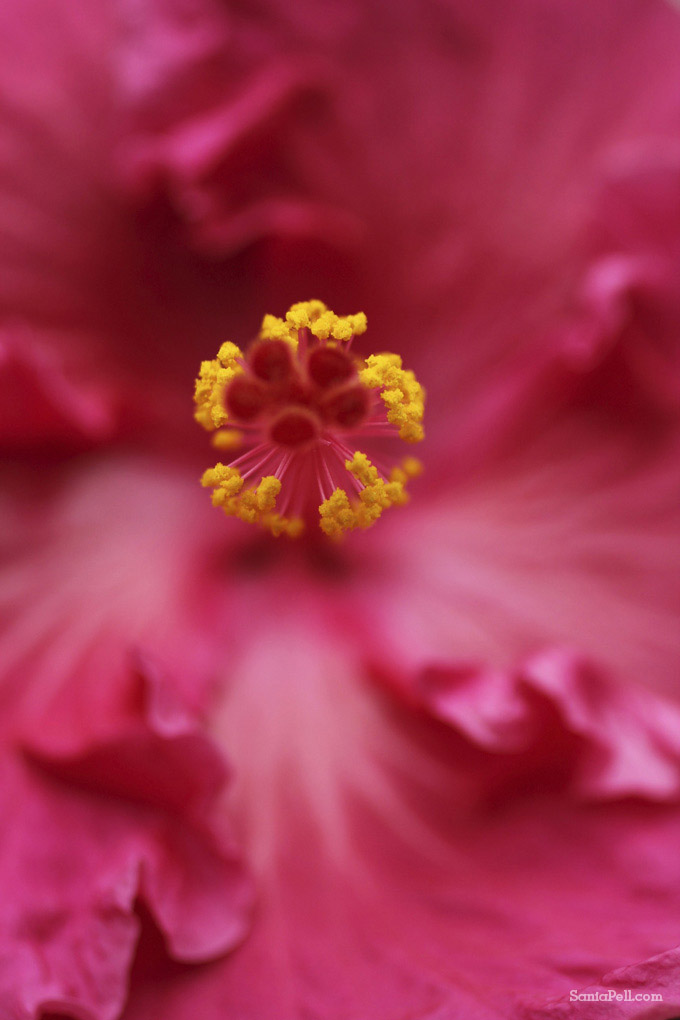 Detail of a flower in Singapore by Sania Pell