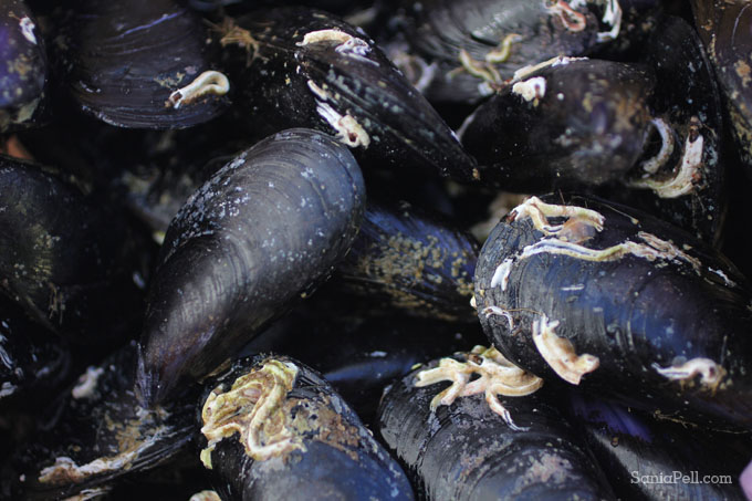 Mussels in Croatia by Sania Pell