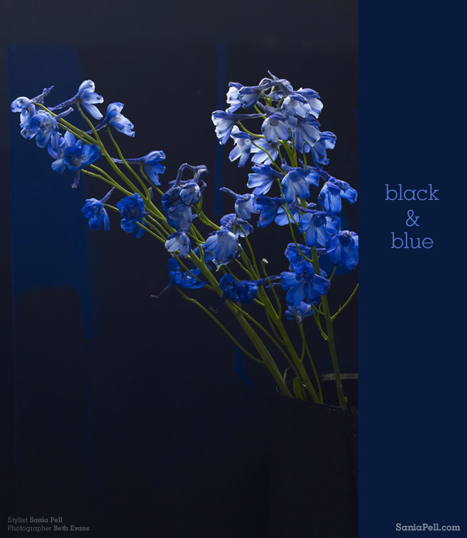 Black and Blue floral - Stylist Sania Pell, photographer Beth Evans